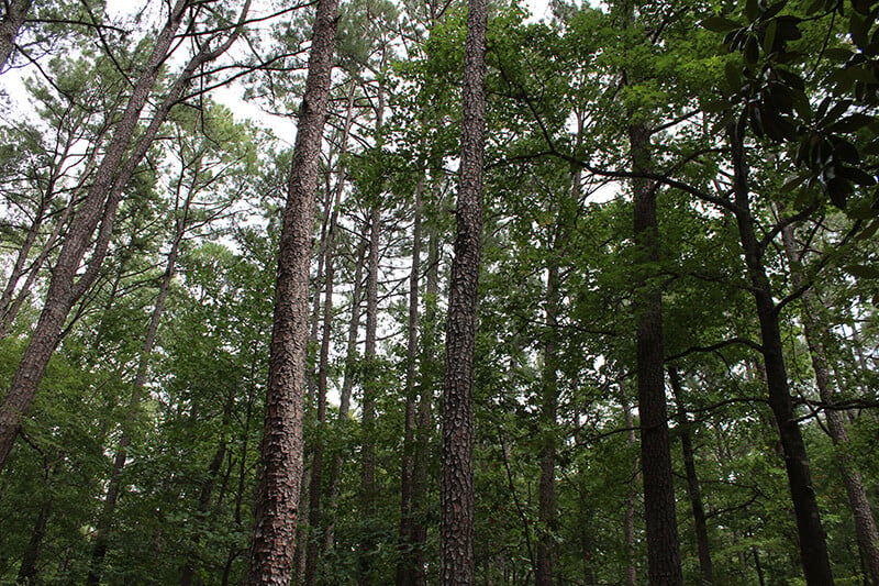 Georgia timberland forest covered in tall pine trees eligible for Forest Land Protection Act tax incentives