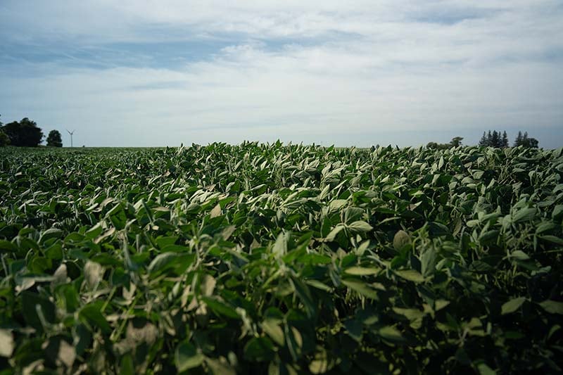 Illinois farmland parcel illustrating debt utilization trends in farmland purchases — AEI research findings