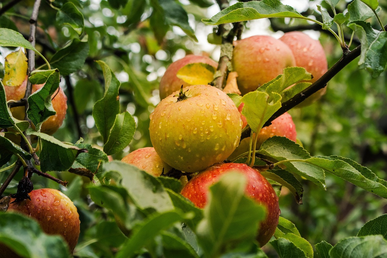 Organic apple orchard representing USDA certified organic agricultural operations mapped across the U.S. on Acres.