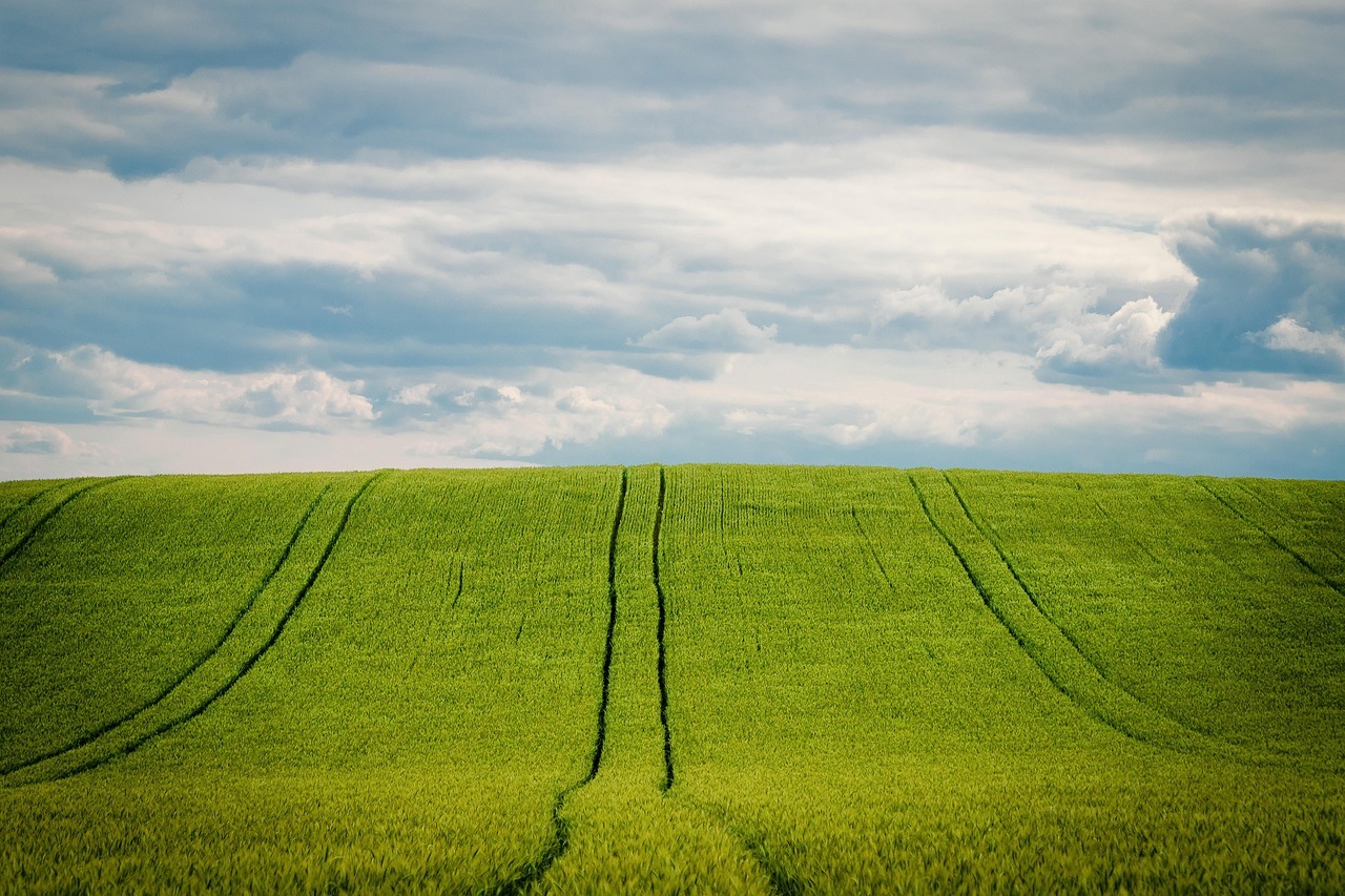 Barley field representing U.S. agricultural land tracked in Acres' Foreign Owned Land Map powered by USDA AFIDA data