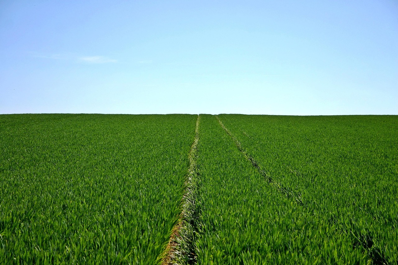 Field representing land ownership - understanding land titles and liens before buying rural property