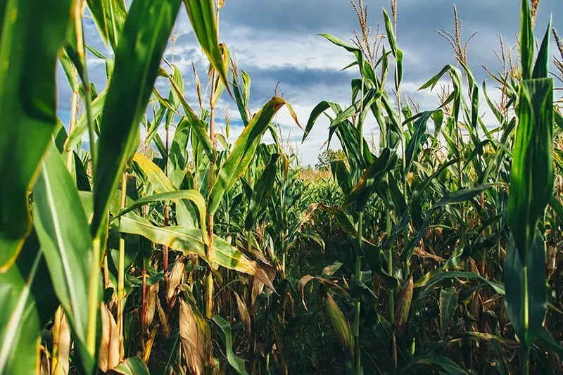 Green farmland landscape illustrating key considerations and questions new buyers face when buying a farm