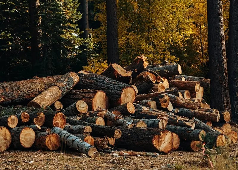 Forestland timber trees representing a timberland investment with strong long-term returns and portfolio diversification benefits