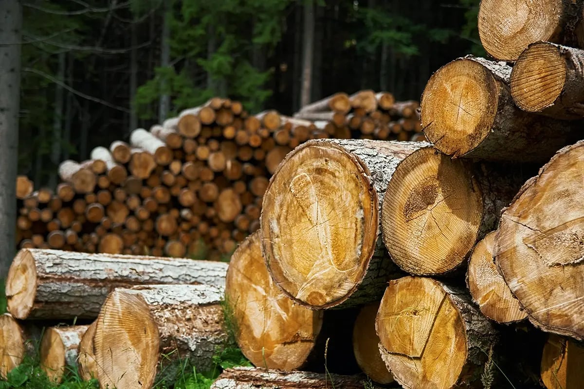 Dense managed timberland representing how technology trends discussed by Dr. Brooks Mendell of Forisk Consulting are reshaping timberland investment returns