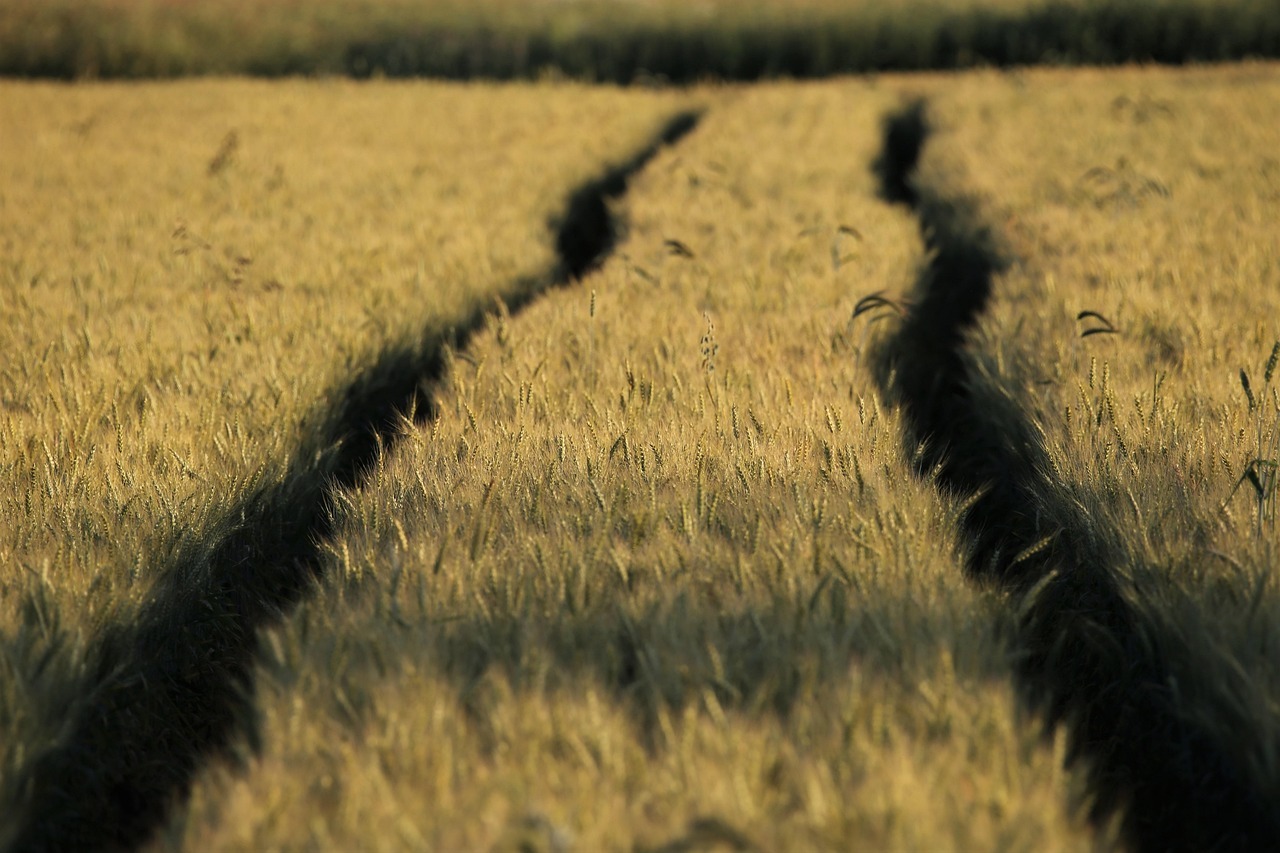 Wheat farmland illustrating a land property with encumbrances — legal claims including liens, easements, and deed restrictions that affect ownership